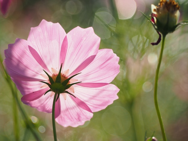 Photo fleur de cosmos