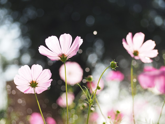 Photo fleur de cosmos