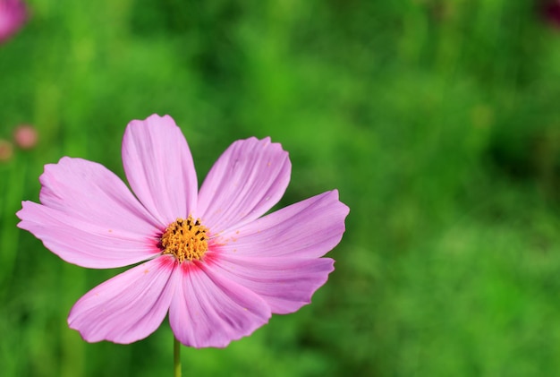 Photo fleur de cosmos