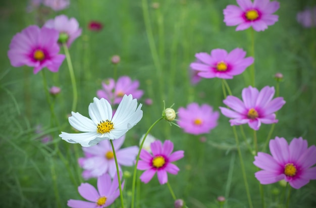 Photo fleur de cosmos