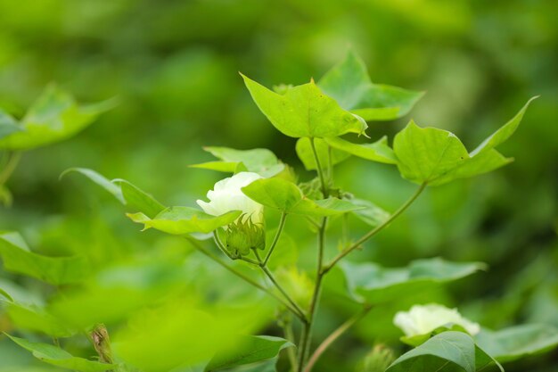 Fleur de coton au champ de coton vert