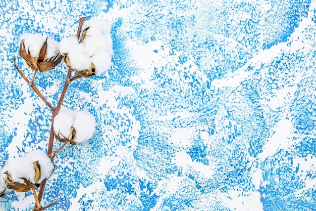 Fleur de coton blanc moelleux sur fond bleu. couché à plat