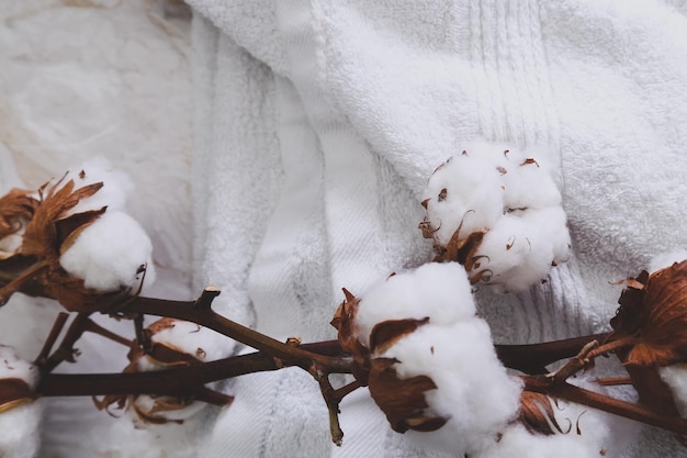 Fleur de coton sur fond blanc