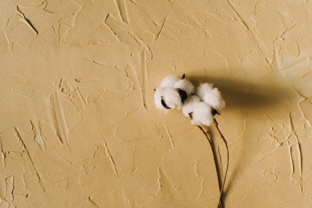 fleur de coton sur fond jaune