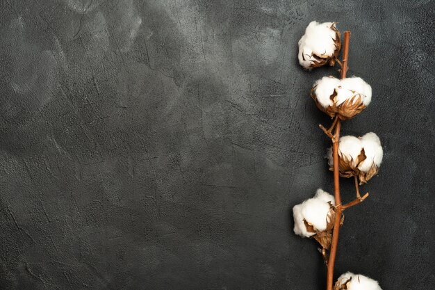 Fleur de coton sur un mur noir.