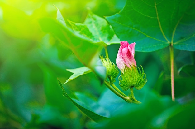 Fleur de coton rose, champ de coton