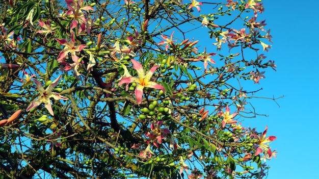 Fleur de cotonnier Ceiba speciosa gros plan. Fleur jaune rose magnifique comme un lis contre le ciel bleu