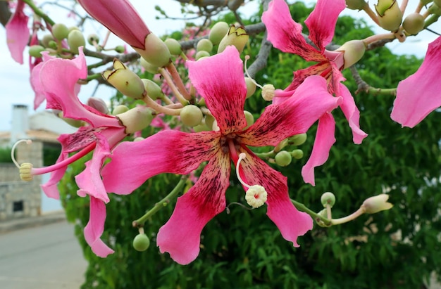 Fleur de cotonnier Ceiba speciosa gros plan. Fleur jaune rose magnifique comme un lis contre le vert