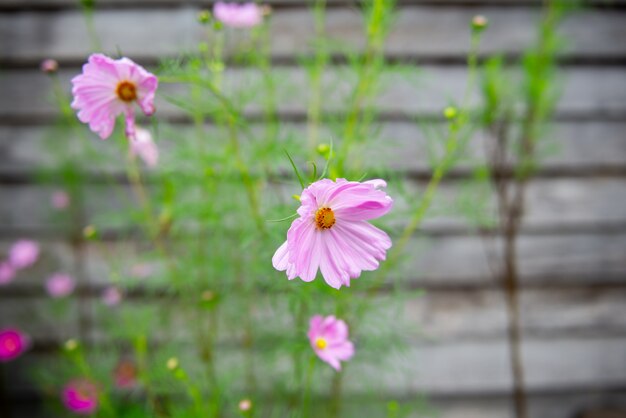 fleur en couleur dans le jardin