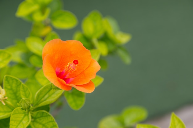 Fleur de couleur avec fond de nature verdoyante