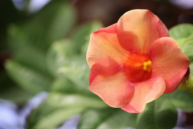 Une fleur de couleur jaune et rouge