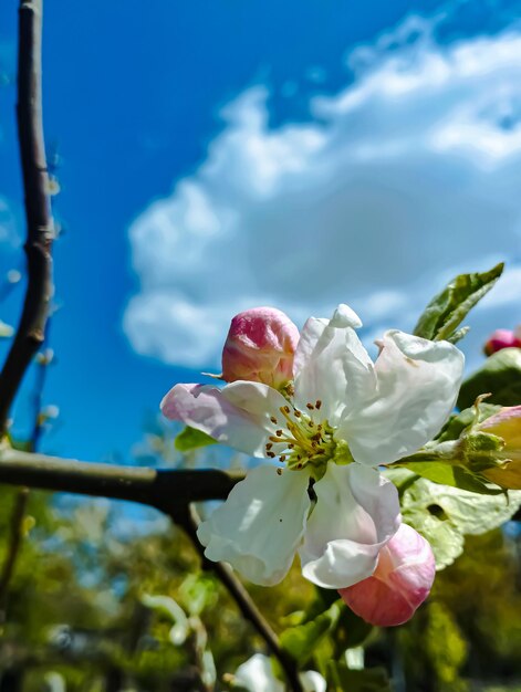 Une fleur de couleur rose et blanche