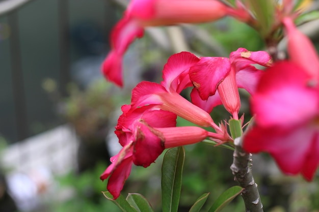 Une fleur de couleur rouge