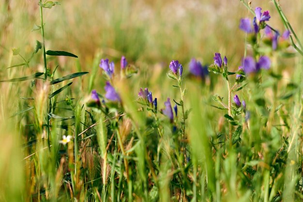 Fleur de couleur violette ou lilas Crocus vernus