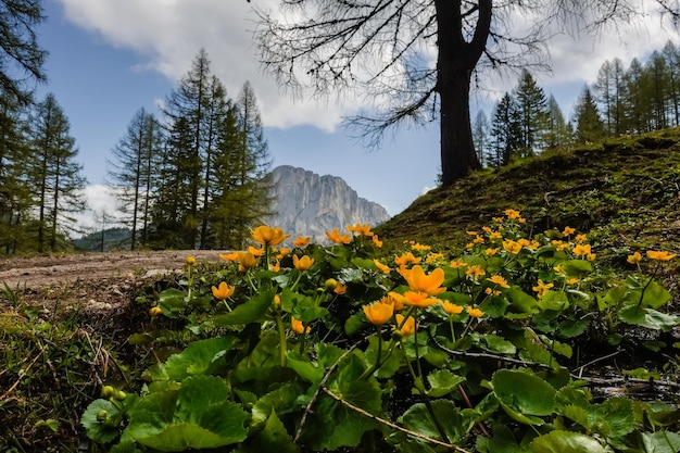 fleur de coupe de roi orange près de l'eau dans un pateau de montagne nommé wurzeralm en haute-autriche