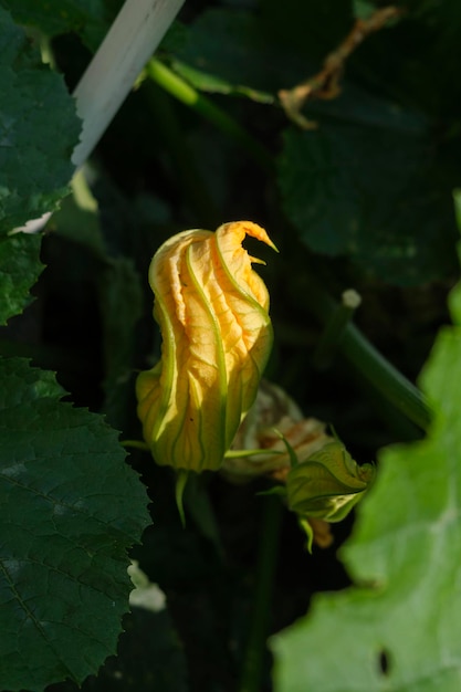 Fleur de courgette jaune sur une tige parmi les feuilles et l'herbe dans le jardin