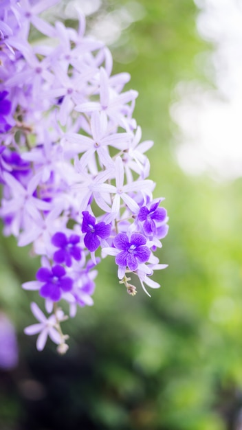 Fleur de couronne de la reine pourpre dans le jardin.