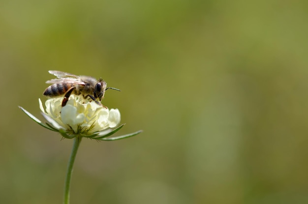 Fleur de coussinets crème avec une macro d'abeille en gros plan