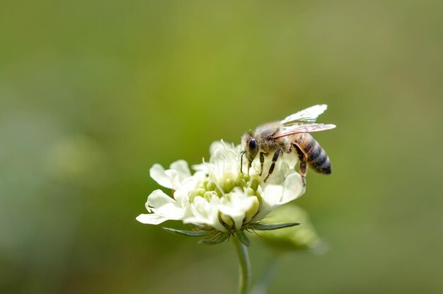 Fleur de coussinets crème avec une macro d'abeille en gros plan