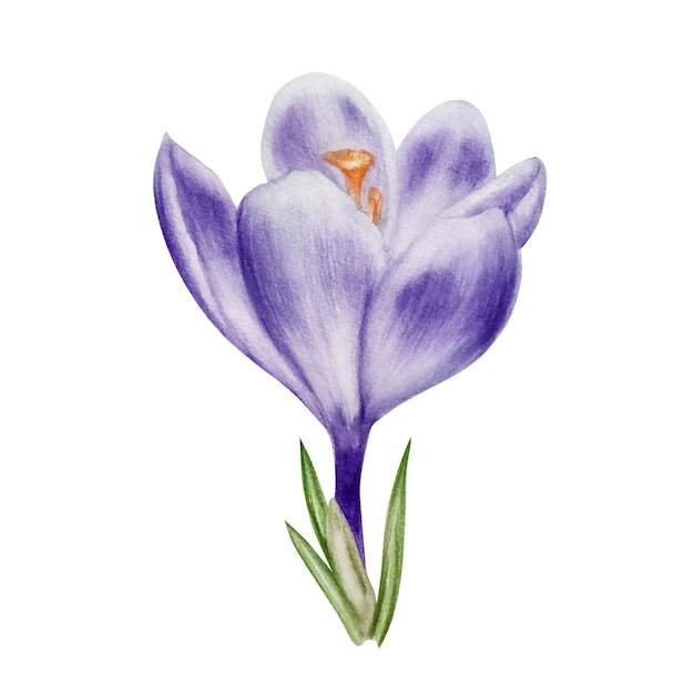 Fleur de crocus en fleurs aquarelle blanche et violette isolée sur fond blanc printemps et pâques