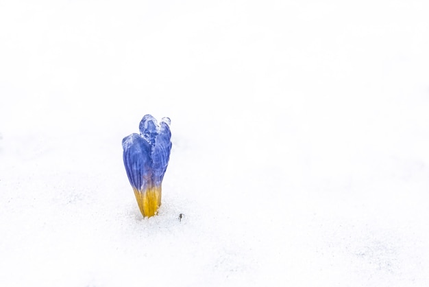 La fleur de crocus grimpe dans la neige