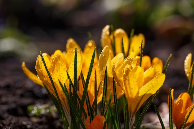 Fleur de crocus jaune en fleurs lors d'une journée de printemps ensoleillée macrophotographie