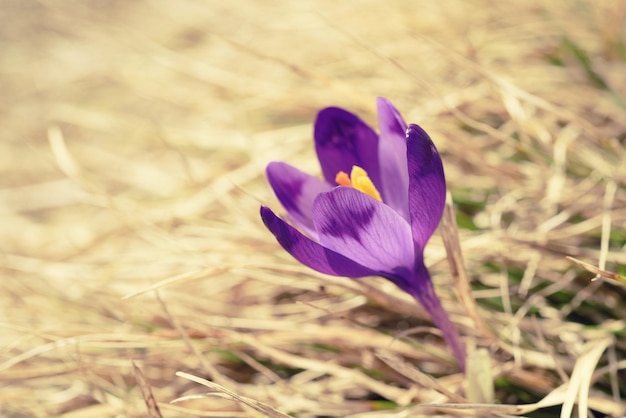 Fleur de crocus de printemps