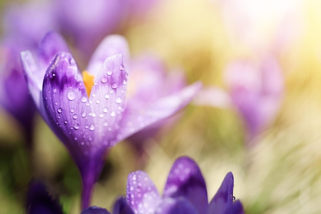 Fleur de crocus de printemps