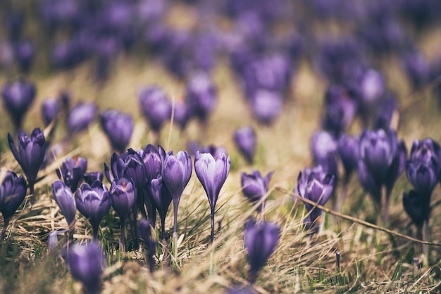 Fleur de crocus de printemps