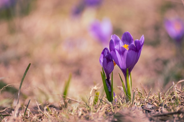 Fleur de crocus de printemps