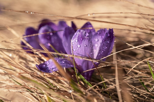 Fleur de crocus de printemps