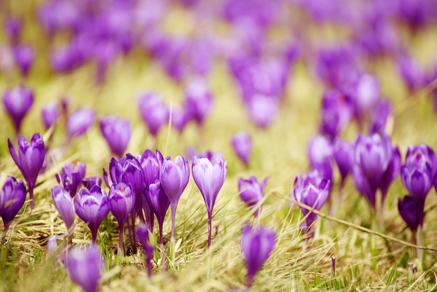 Fleur de crocus de printemps