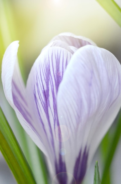 La fleur de crocus s'est épanouie