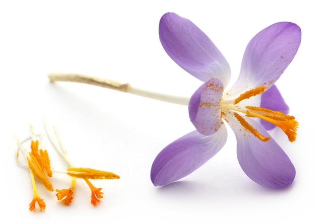 Fleur de crocus safran sur fond blanc