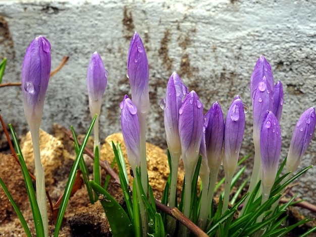 la fleur de crocus violet de printemps