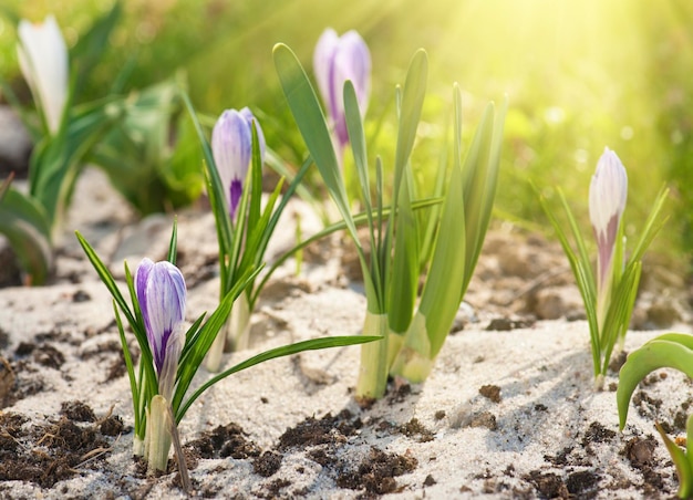 fleur de crocus