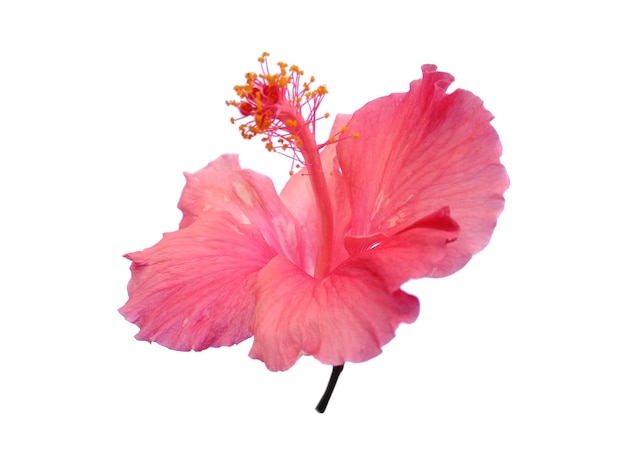 Fleur de culture d'Hibiscus isolé sur fond blanc