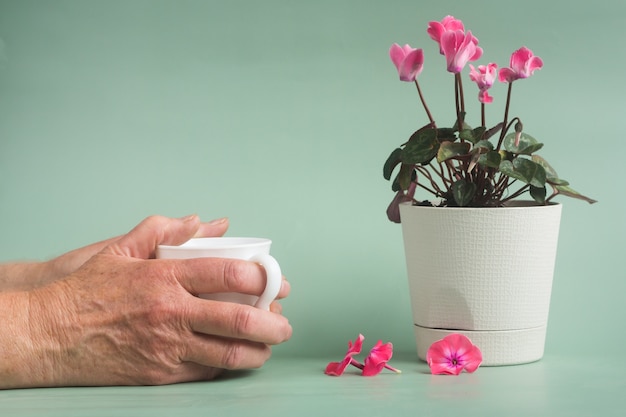 Fleur de cyclamen rose dans un pot blanc