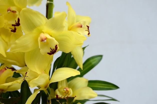 Fleur de Cymbidium jaune sur blanc bakcground