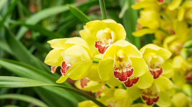 Fleur de Cymbidium jaune dans un jardin.