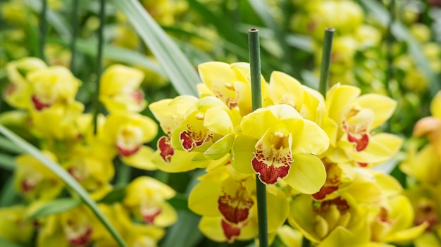 Fleur de Cymbidium jaune dans un jardin.