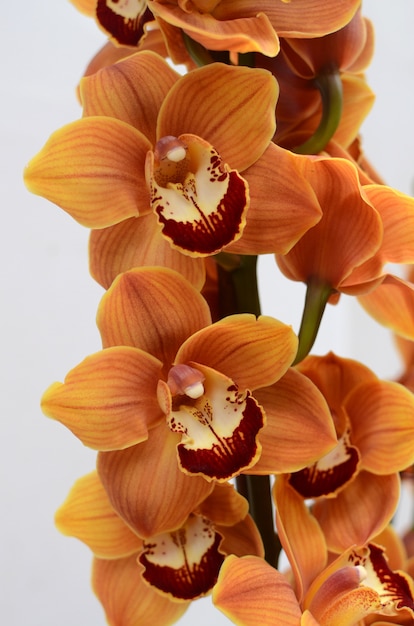 Fleur de cymbidium orange pour le fond