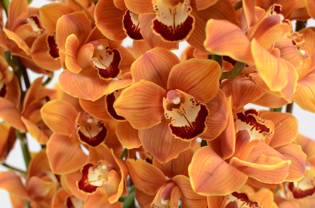 Fleur de cymbidium orange pour le fond