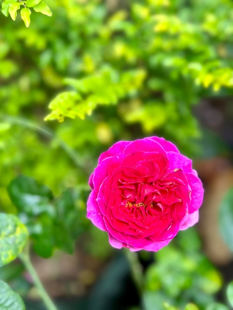 Fleur de dahlia blanc avec feuille verte