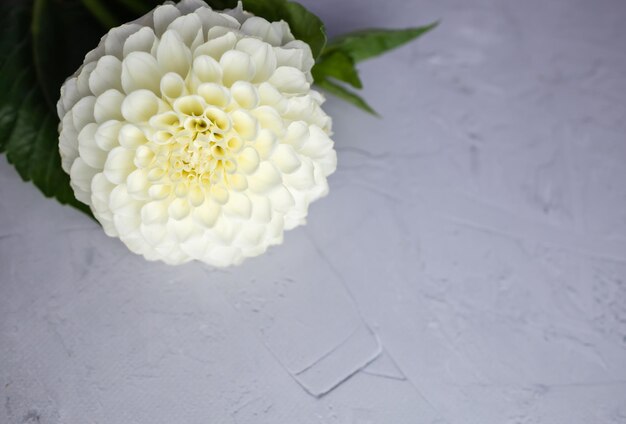 Fleur de dahlia blanc sur fond gris