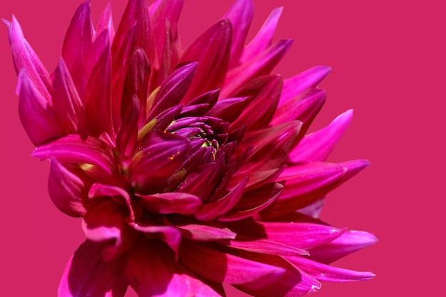 fleur de dahlia bourgogne avec mise au point sélective sur la couleur rose isolée