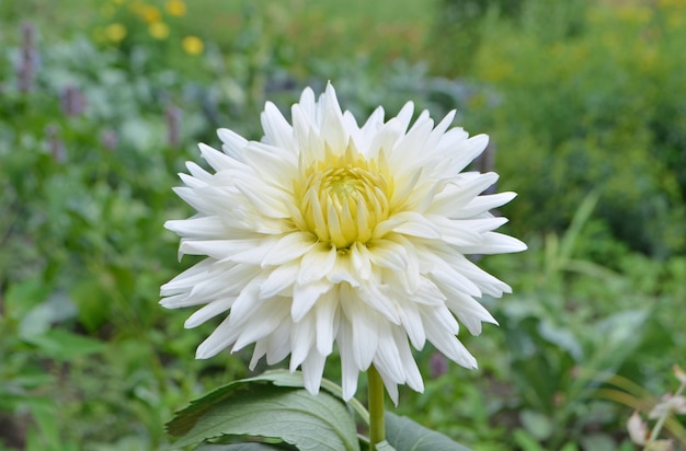 Fleur de dahlia-cactus