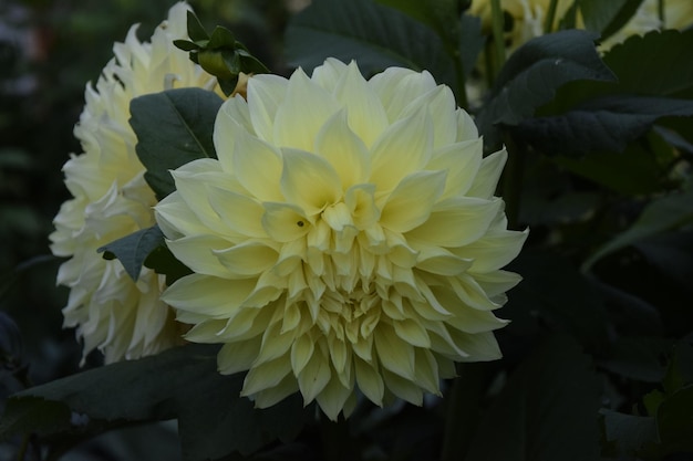 Fleur de dahlia dans le jardin agrandi