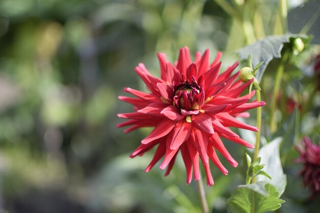 Fleur de dahlia dans le jardin agrandi