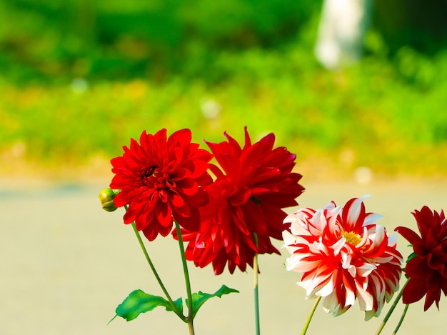 fleur de dahlia fleur belle fleur de dahlia rouge et rose